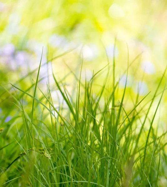 Grünes Gras aus nächster Nähe an sonnigen Tagen — Stockfoto