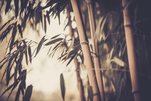 Imagen tonificada de una planta de bambú — Foto de Stock