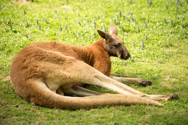 Känguru liegt im Gras — Stockfoto