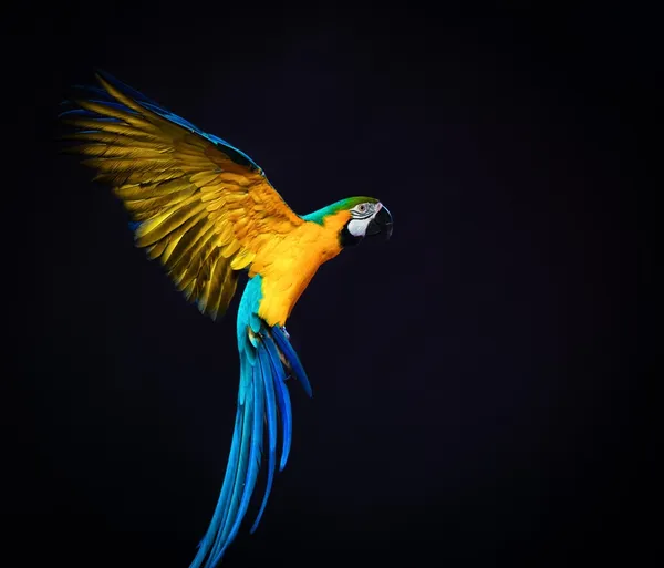 Colourful flying Ara on a dark background — Stock Photo, Image