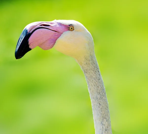 Flamingó fej lövés közelről — Stock Fotó