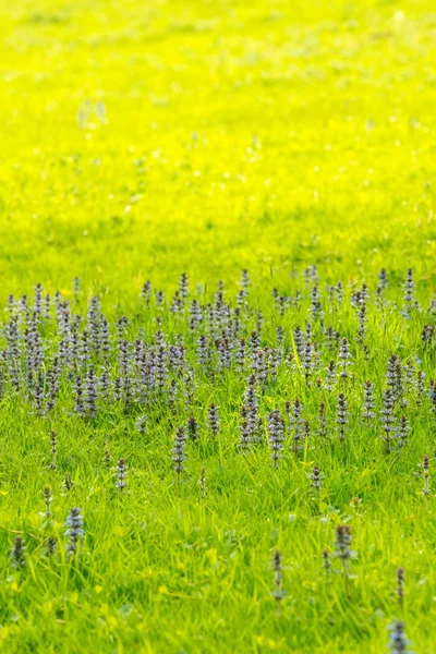 牧草地に咲く美しい紫色の花 — ストック写真