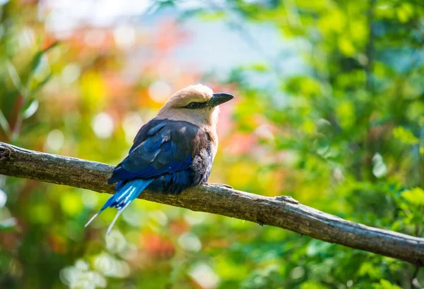 Schöner kleiner Vogel sitzt auf einem Ast — Stockfoto