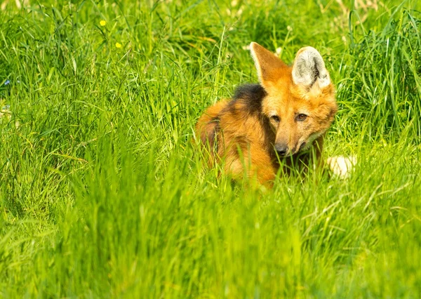 Управляемый волк в зеленой траве — стоковое фото