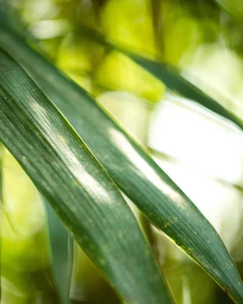 Green leaves close-up — Stock Photo, Image