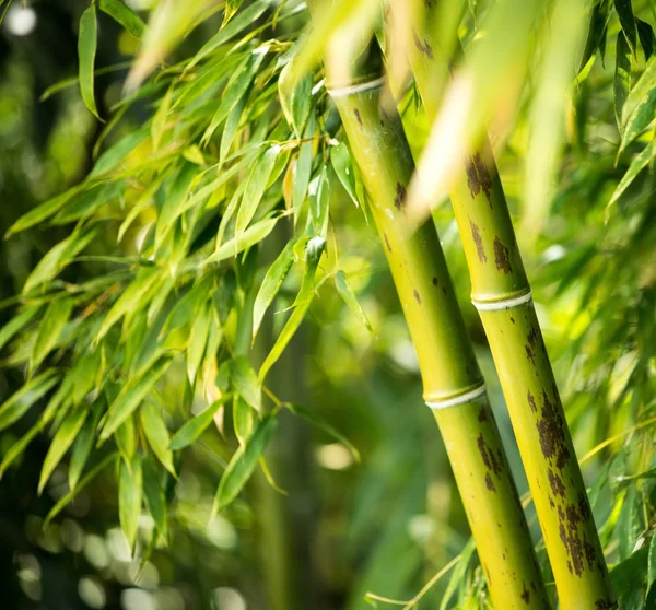 Primo piano di un impianto di bambù — Foto Stock