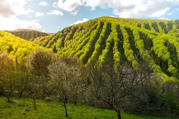 Árvores que crescem sucessivamente em uma colina — Fotografia de Stock