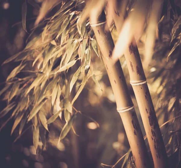 Toned picture of a bamboo plant — Stock Photo, Image