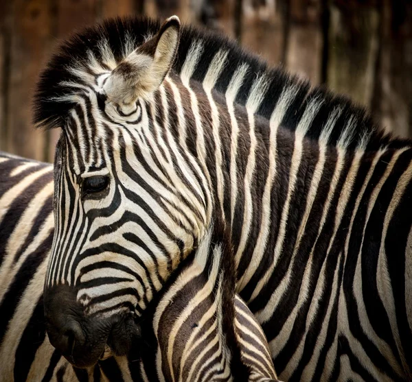 Nahaufnahme eines Zebras — Stockfoto