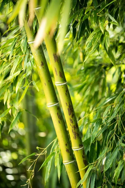 Nahaufnahme einer Bambuspflanze — Stockfoto