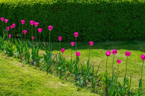 Krásné fialové tulipány v parku — Stock fotografie