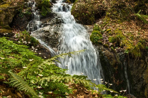 Schneller kleiner Fluss im Bergwald — Stockfoto