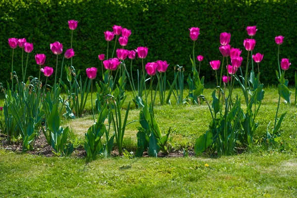 Красивые фиолетовые тюльпаны в парке — стоковое фото