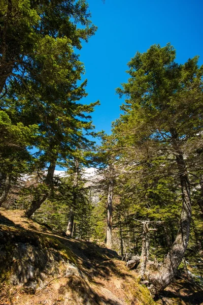 Foresta di pino contro il cielo blu — Foto Stock