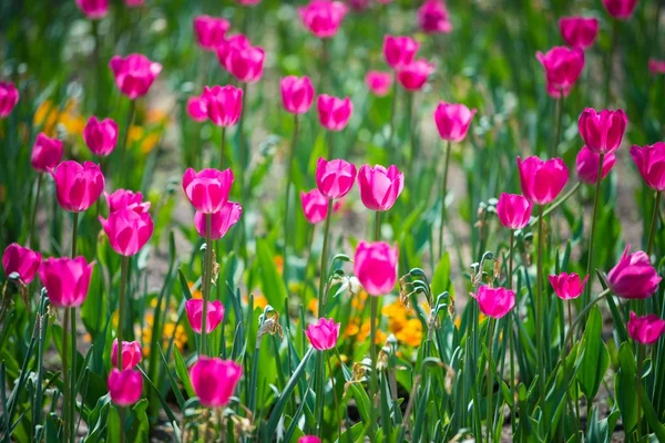 Красивые фиолетовые тюльпаны в парке — стоковое фото