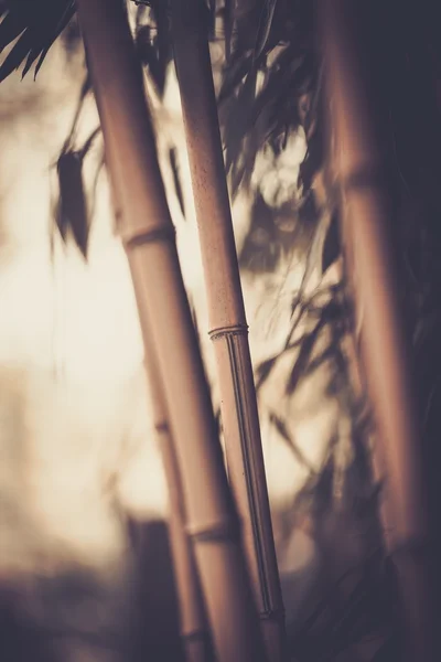 Тонированная фотография бамбукового завода — стоковое фото