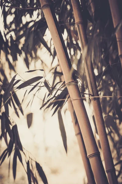 Toned picture of a bamboo plant — Stock Photo, Image