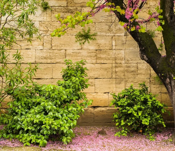 Растения и деревья, растущие против каменной стены — стоковое фото