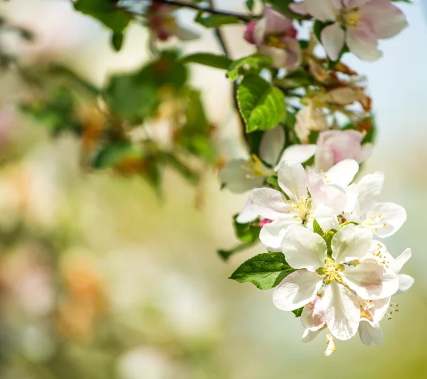 Primavera Árvore Flores — Fotografia de Stock