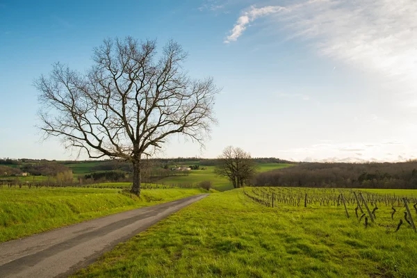 Road in a field — Stock Photo, Image