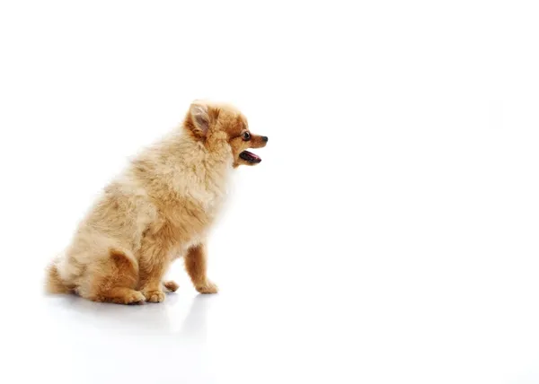 Spitz cagnolino — Foto Stock