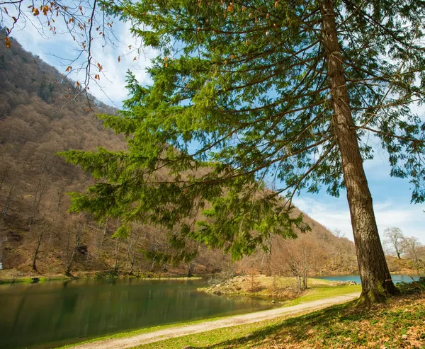 Göl kenarındaki çam ağacı — Stok fotoğraf