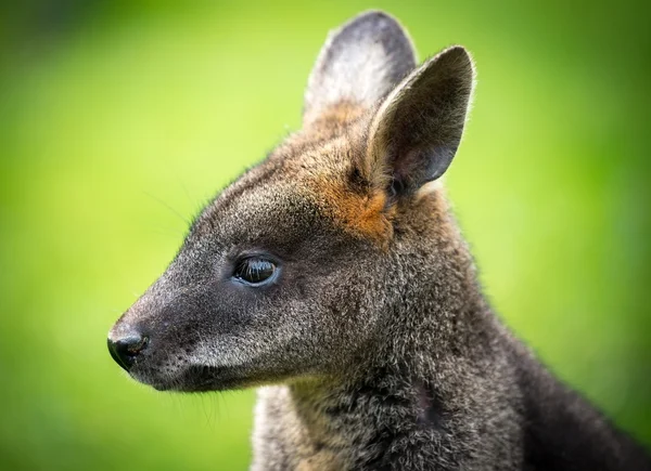 ¡Wallaby! — Foto de Stock