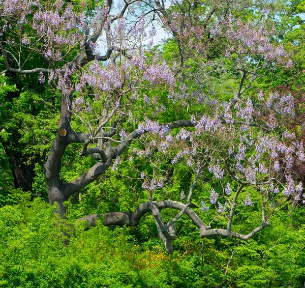 Fa, gyönyörű lila virágokkal — Stock Fotó