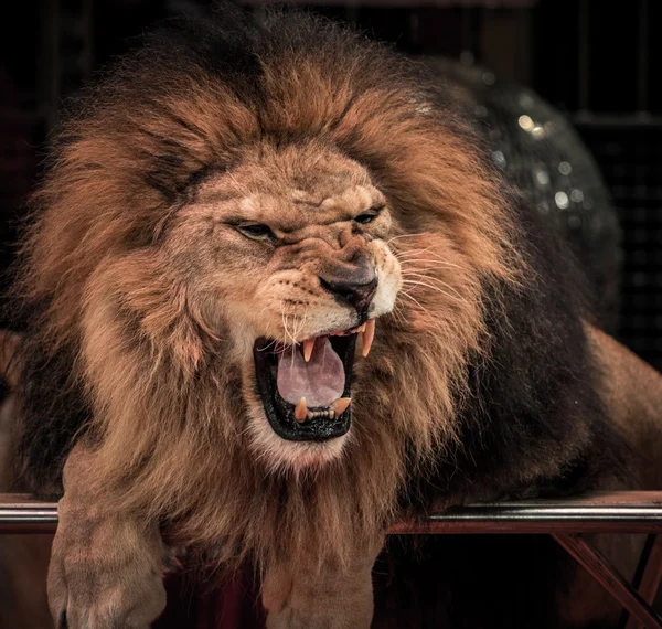 Närbild skott av underbara rytande lejon i cirkus arena — Stockfoto