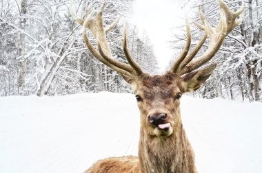 Deer with beautiful big horns on a winter country road clipart