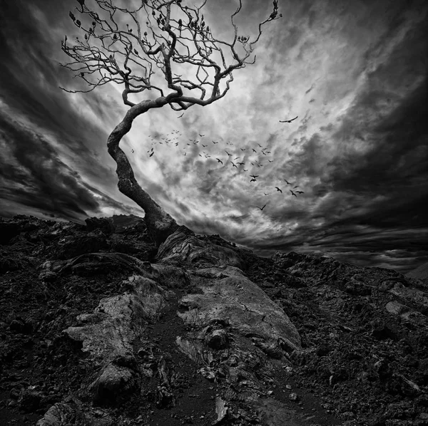 Dramatic sky over old lonely tree — Stock Photo, Image