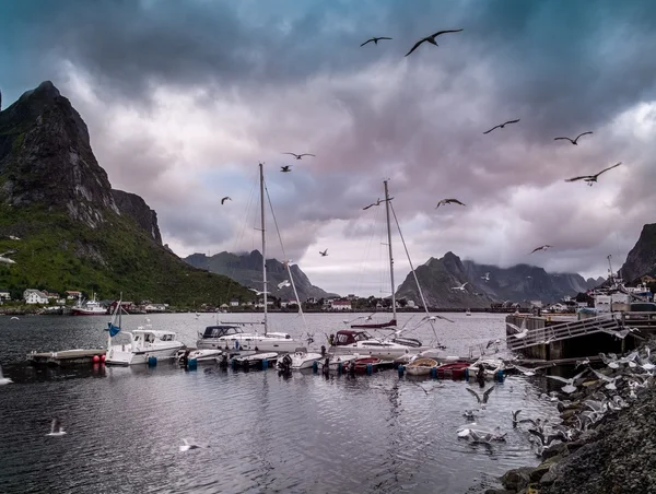 Чайки летают над лодкой возле причала в деревне Рейне, Норвегия — стоковое фото