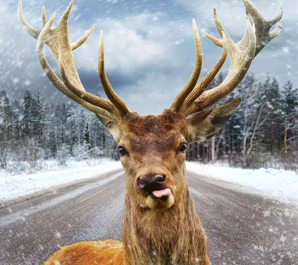 Veado com belos chifres grandes em uma estrada rural de inverno — Fotografia de Stock