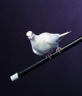 Trained white dove sitting on a magician's stick clipart