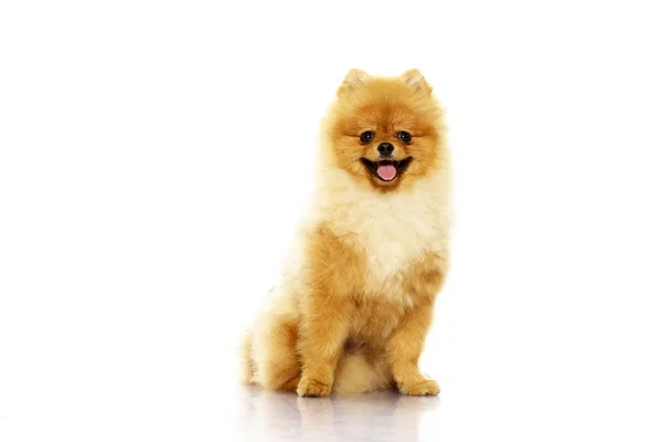 Kleiner lustiger Spitz — Stockfoto