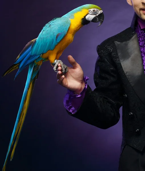 Fiatal csinos barna bűvész ember a színpadon ruha, ő képzett papagáj — Stock Fotó