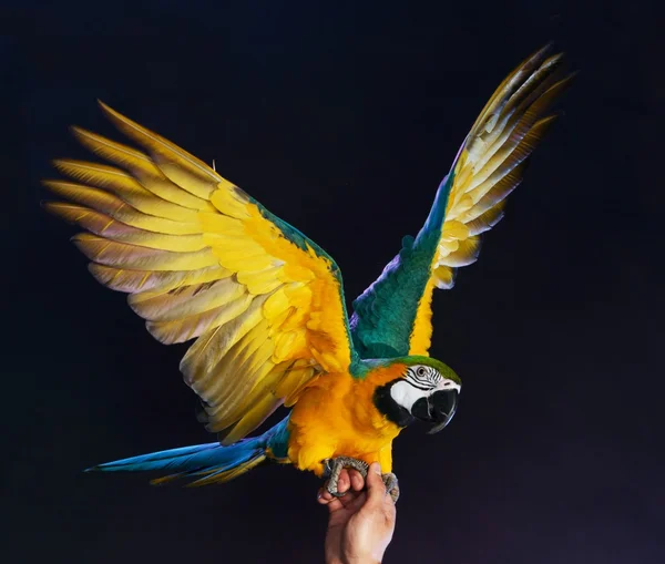 Opgeleide kleurrijke parrot zittend op een menselijke hand — Stockfoto