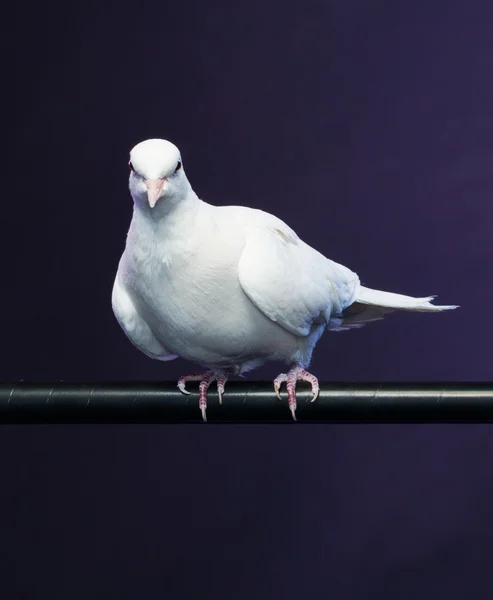 Przeszkolony biały gołąb siedzi na maga Memory stick — Zdjęcie stockowe
