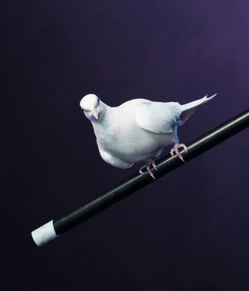 Trained white dove sitting on a magician's stick — Stock Photo, Image