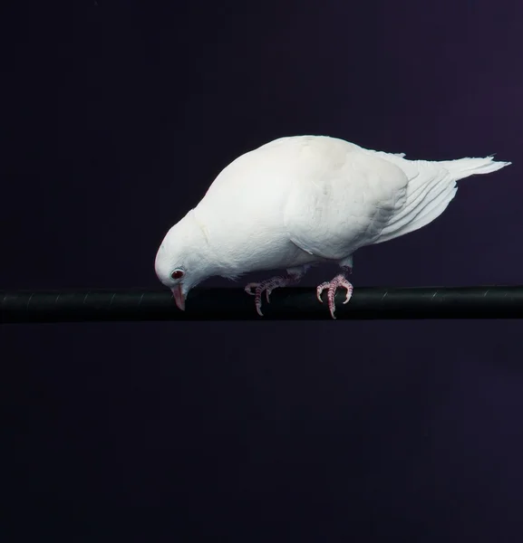 Sihirbaz sopa üzerinde oturan eğitimli beyaz güvercin — Stok fotoğraf