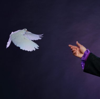 Trained white dove flying to magician hand clipart