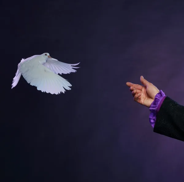 Trained white dove flying to magician hand — Stock Photo, Image