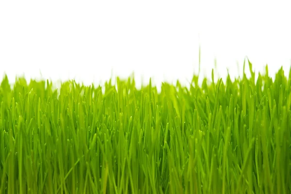 Close-up ένα φρέσκο πράσινο χορτάρι — Φωτογραφία Αρχείου