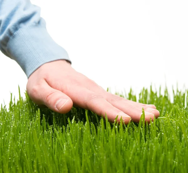 人間の手の新鮮な草に触れる — ストック写真