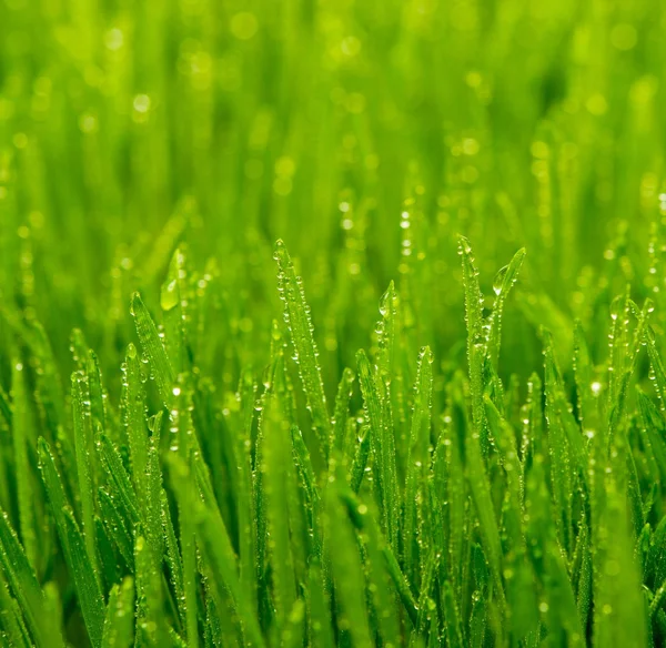 Роса на свіжій зеленій траві — стокове фото