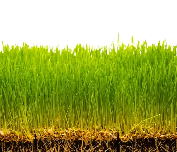 Крупним планом свіжа зелена трава — стокове фото