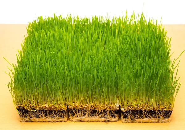 Fresh green grass on a table Stock Picture