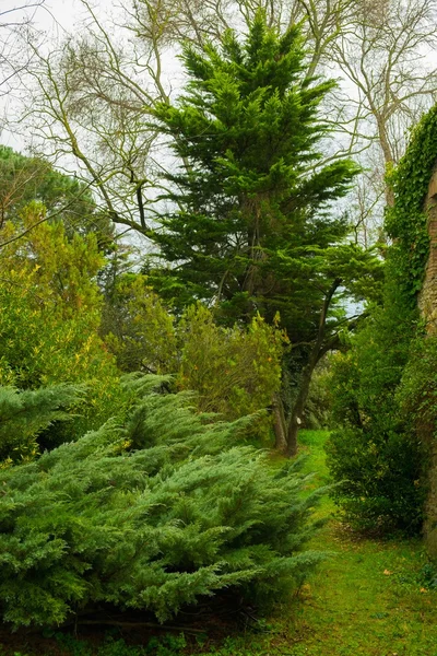 Beaux buissons et arbres verts — Photo