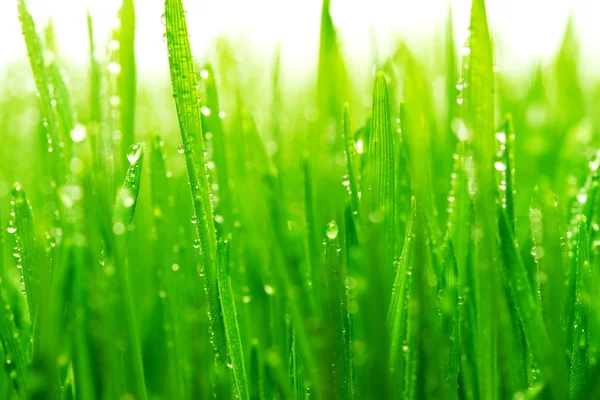 Orvalho em uma grama verde fresca — Fotografia de Stock