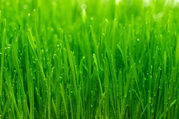 Δροσιά σε ένα φρέσκο πράσινο χορτάρι — Φωτογραφία Αρχείου